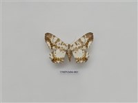 藏品(尺蛾229)的圖片